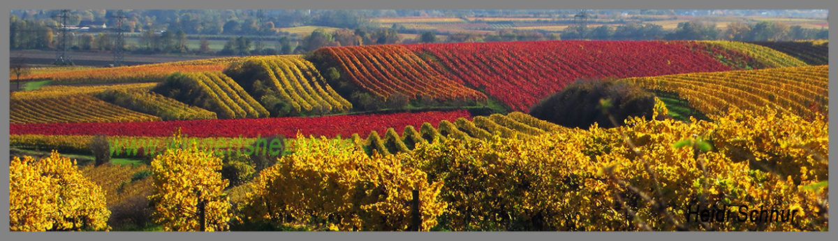 Weinberge Osthofen